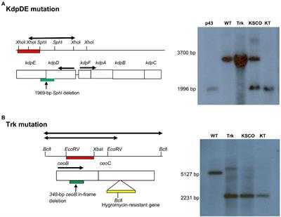 Role of the kdpDE Regulatory Operon of Mycobacterium tuberculosis in Modulating Bacterial Growth in vitro